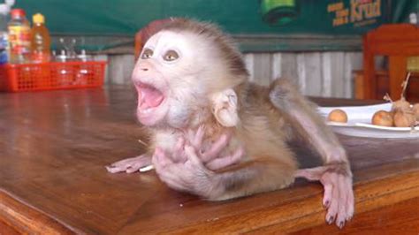 <b>KaKa</b> Rot (<b>Monkey</b> D Luffy) See Photos. . Is monkey kaka real or fake 2020